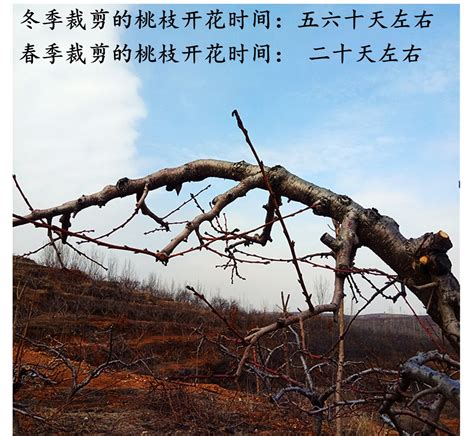 桃花枝怎麼養|【桃花枝怎麼養】桃花枝水培這樣養，輕鬆就能在家觀賞繁花吐。